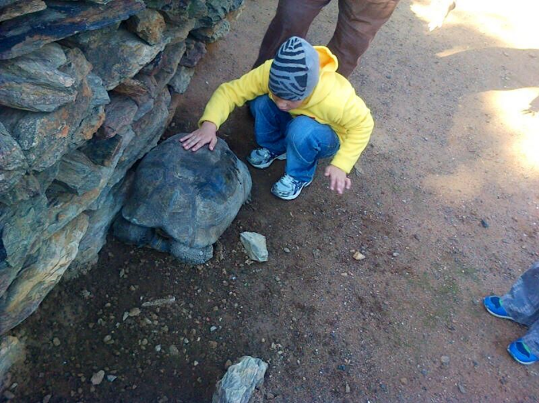 Boy with visual impairment feeling a live tortoise