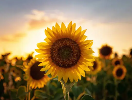 Image of Sunflowers