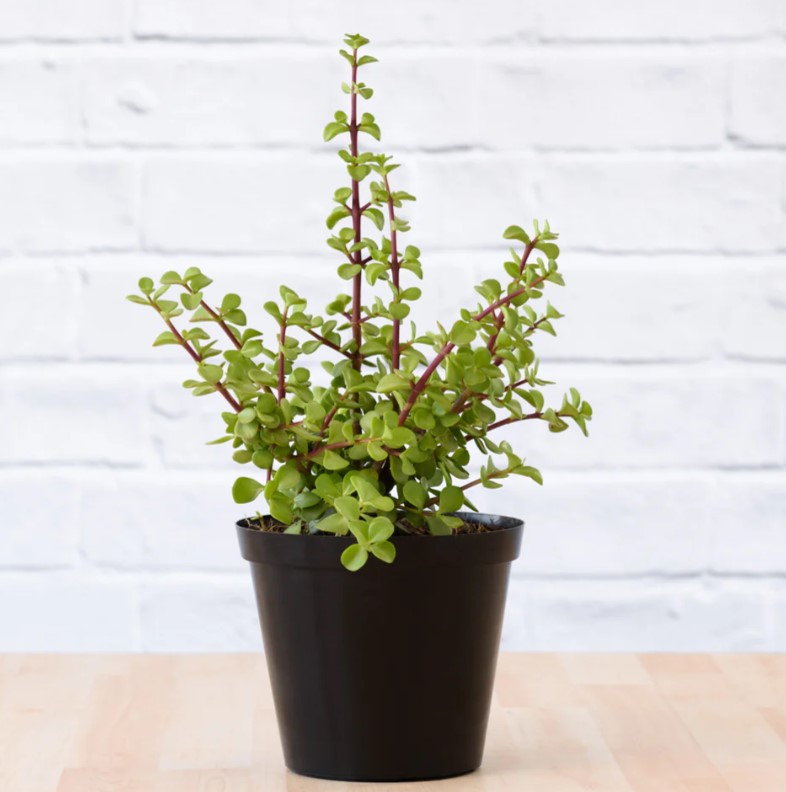 Image of the spekboom plant